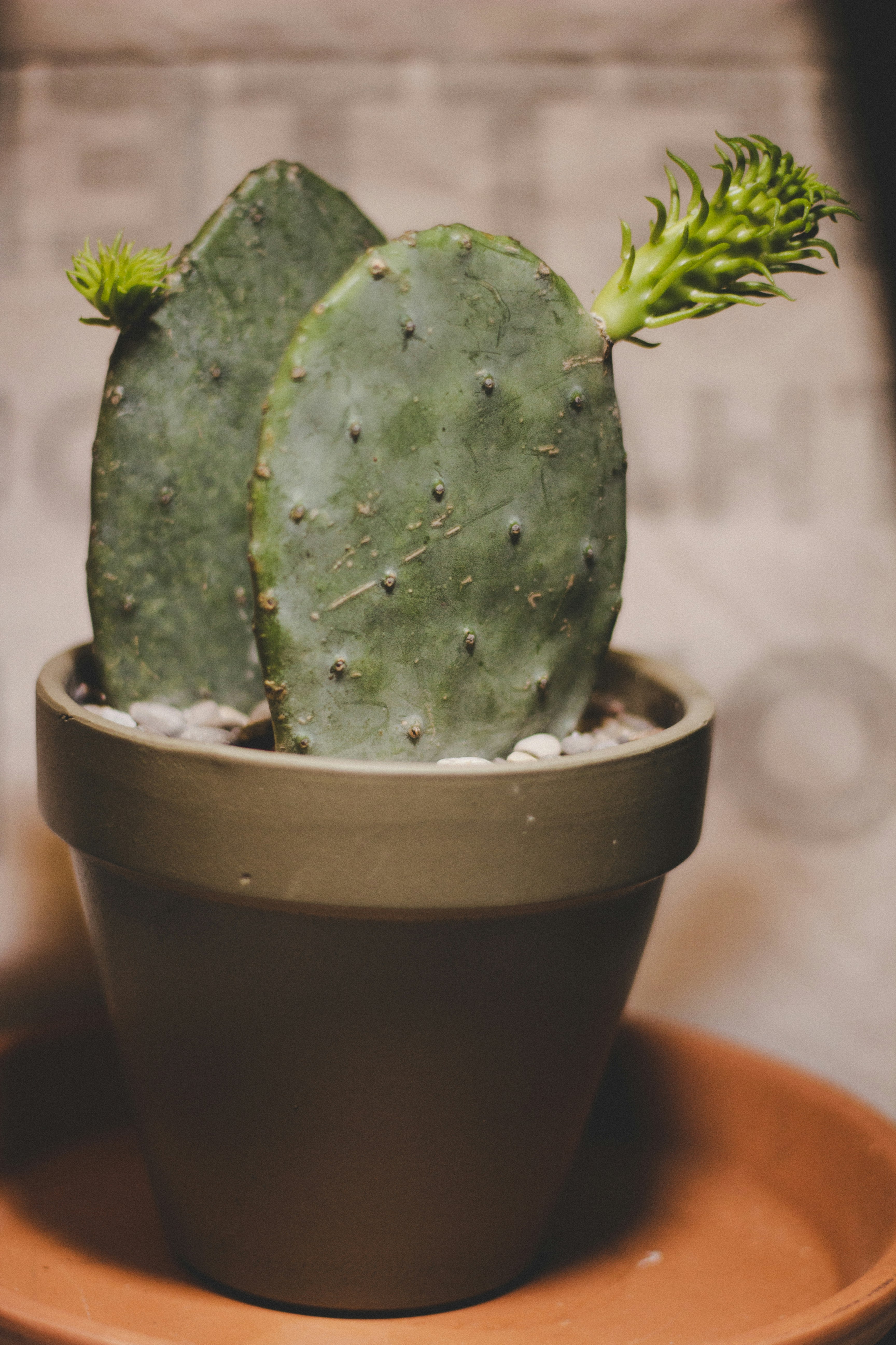 green cactus in black pot